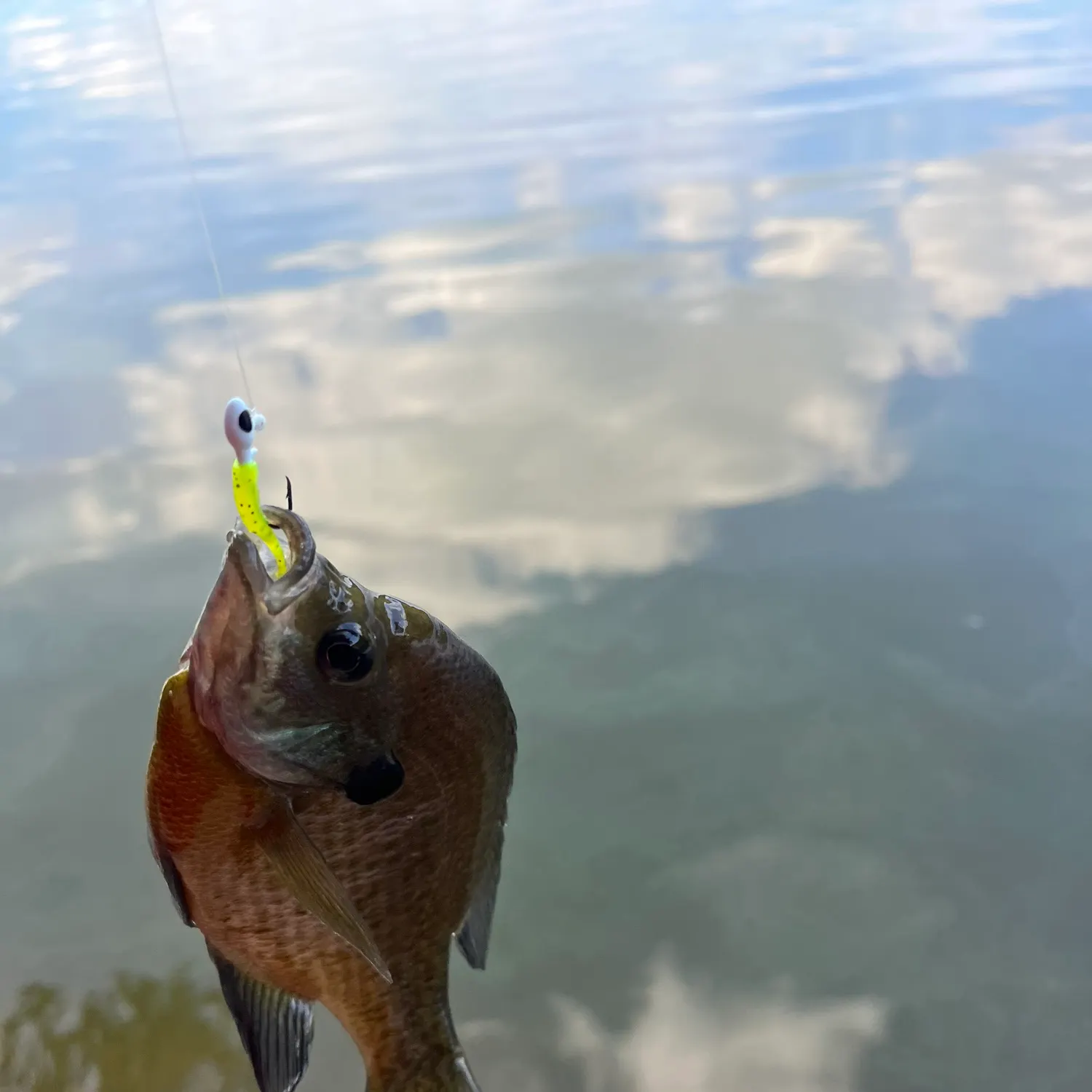 Bluegill caught on Fishbrain