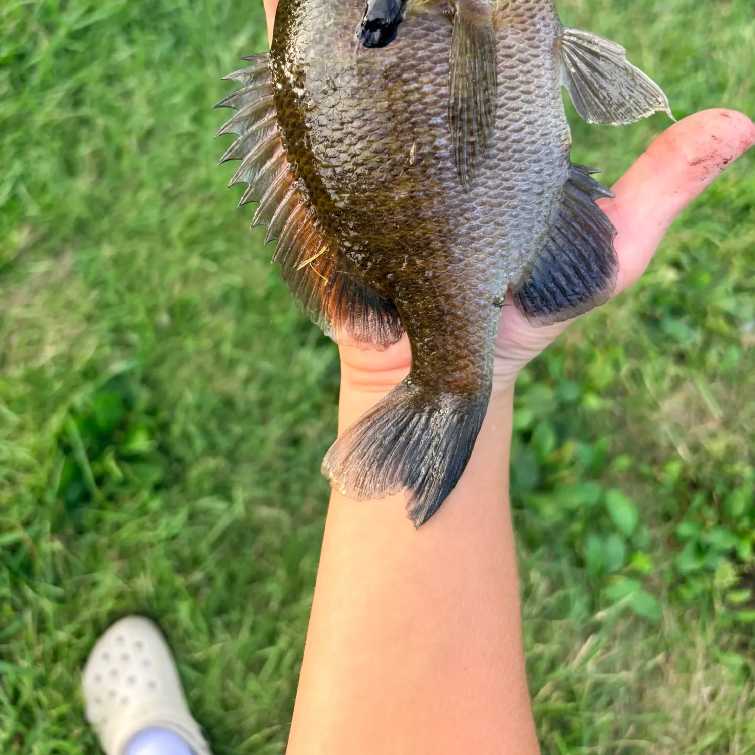 Bluegill caught on Fishbrain