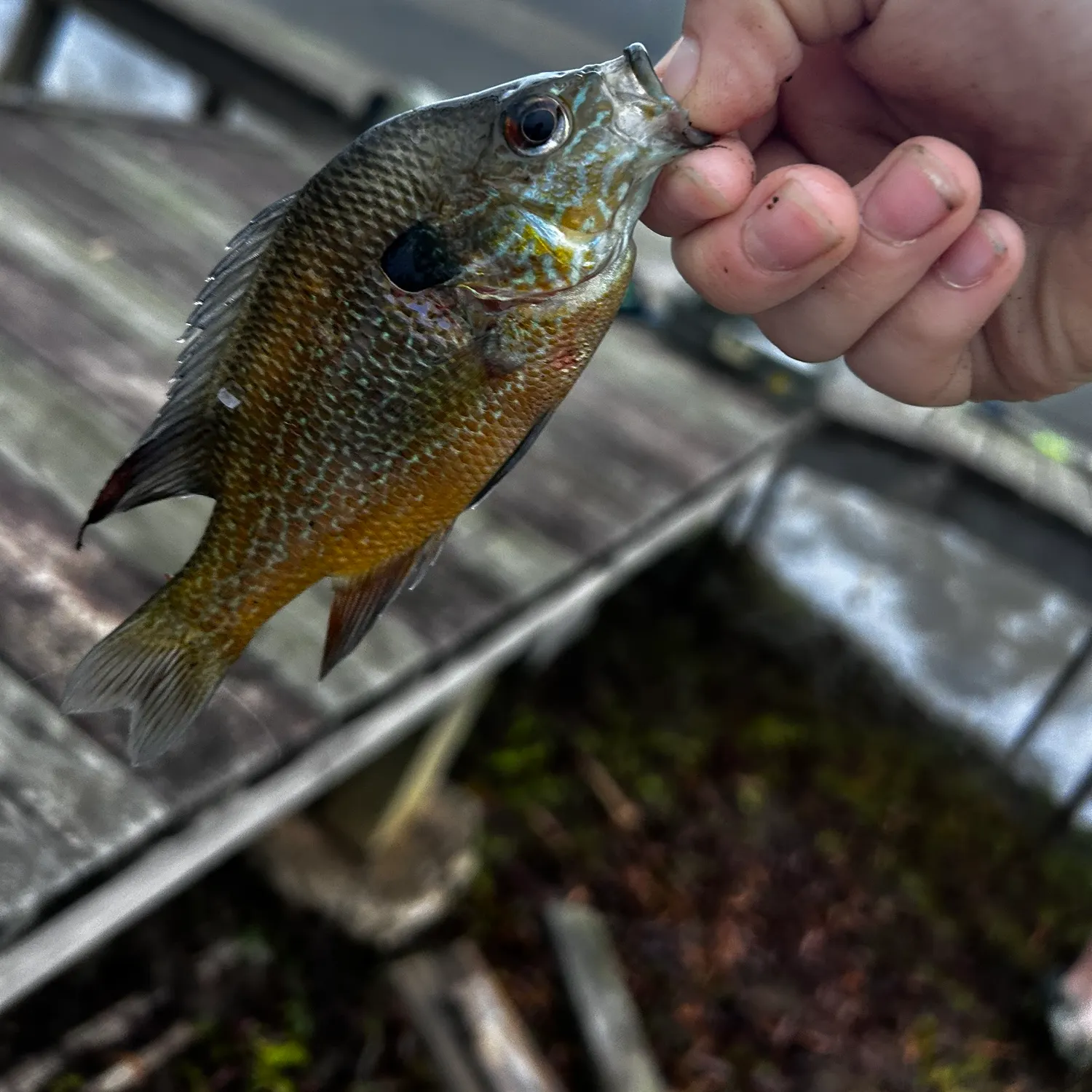 The most recent Pumpkinseed x green sunfish catches on Fishbrain