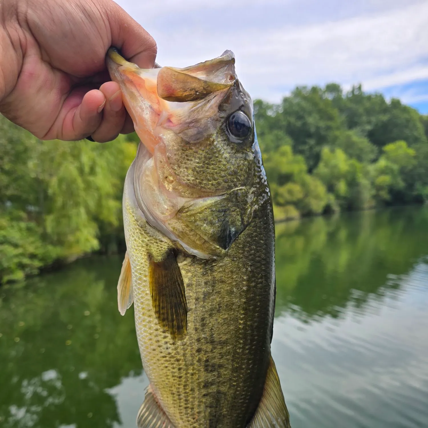 Largemouth bass caught on Fishbrain