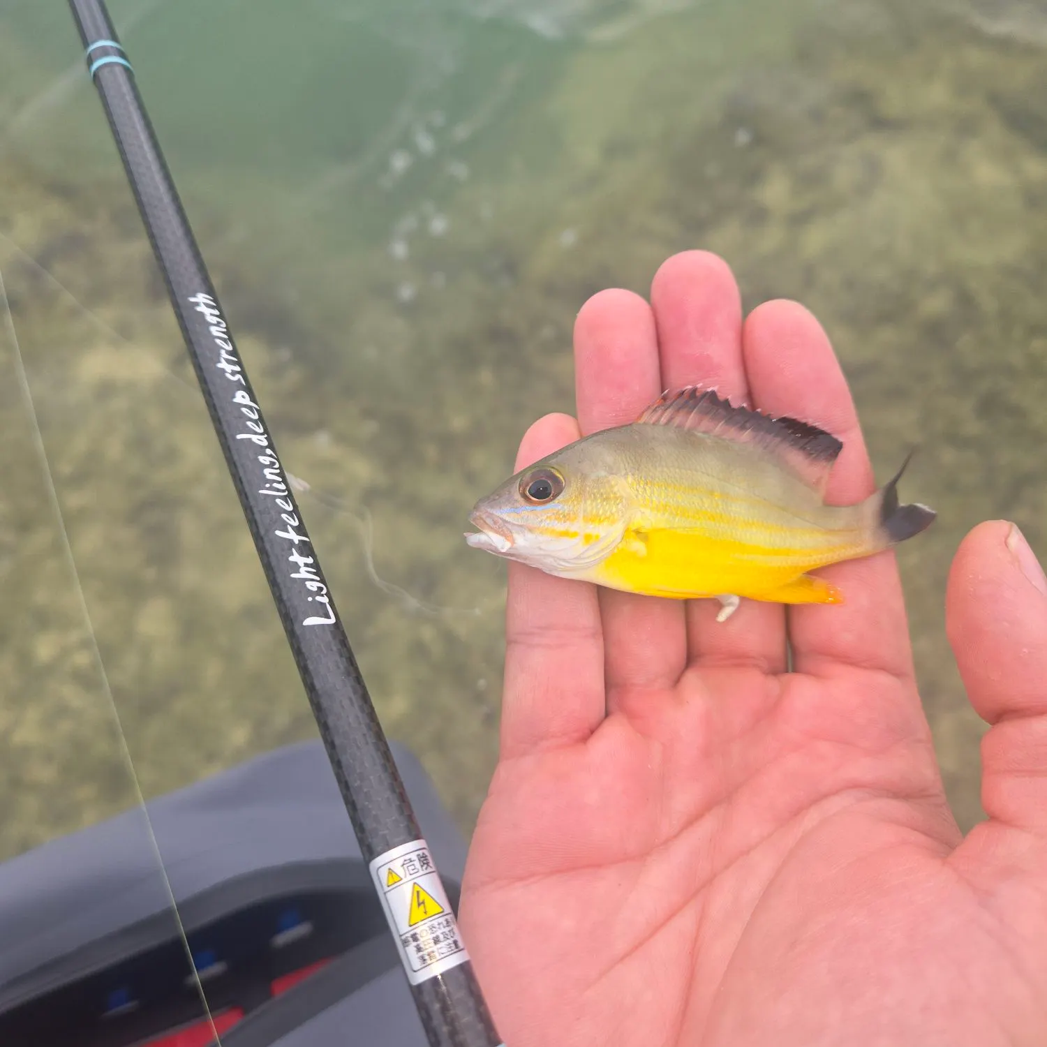 The most recent Blacktail snapper catches on Fishbrain