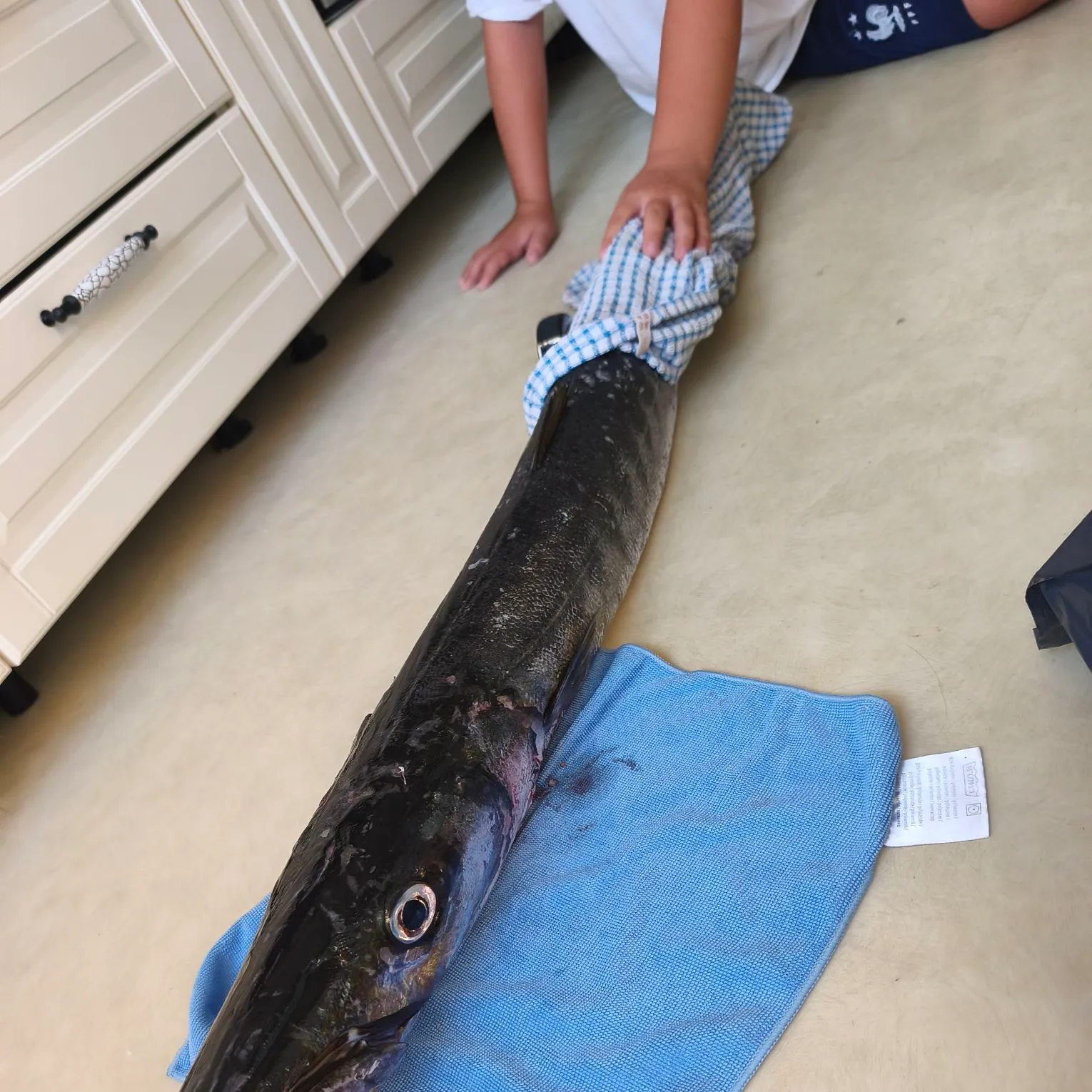 The most recent Pickhandle barracuda catches on Fishbrain