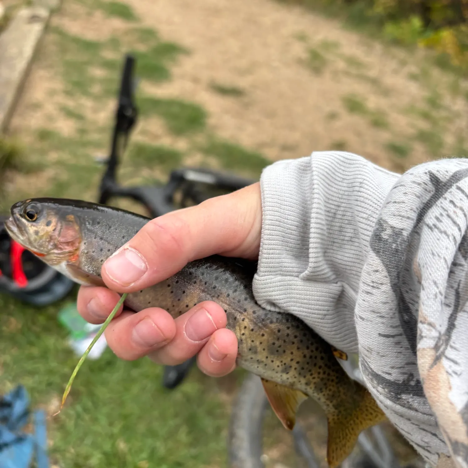 Brook trout caught on Fishbrain