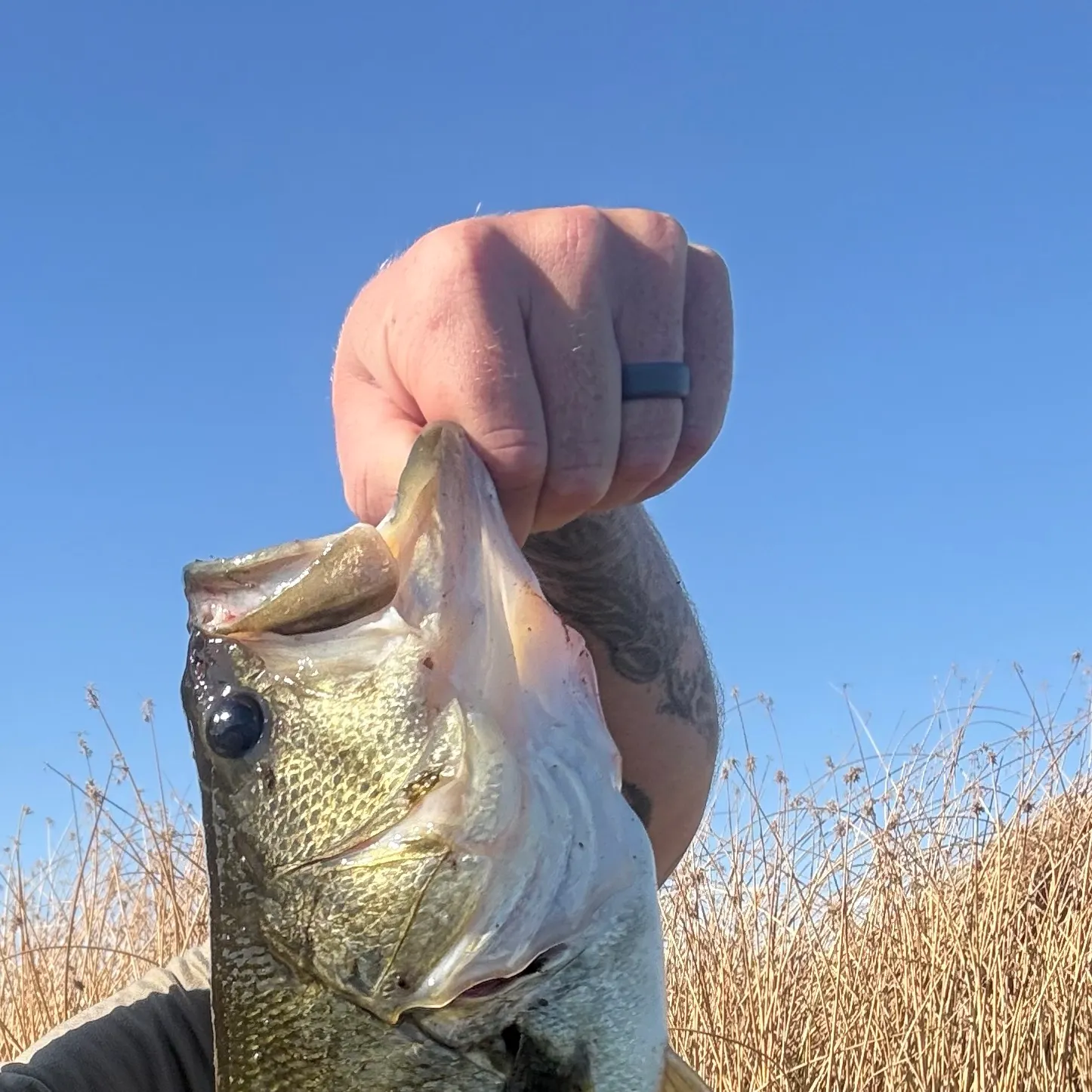 Largemouth bass caught on Fishbrain
