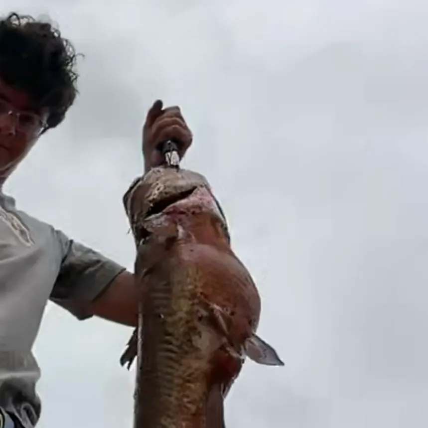 The most recent Flathead catfish catches on Fishbrain