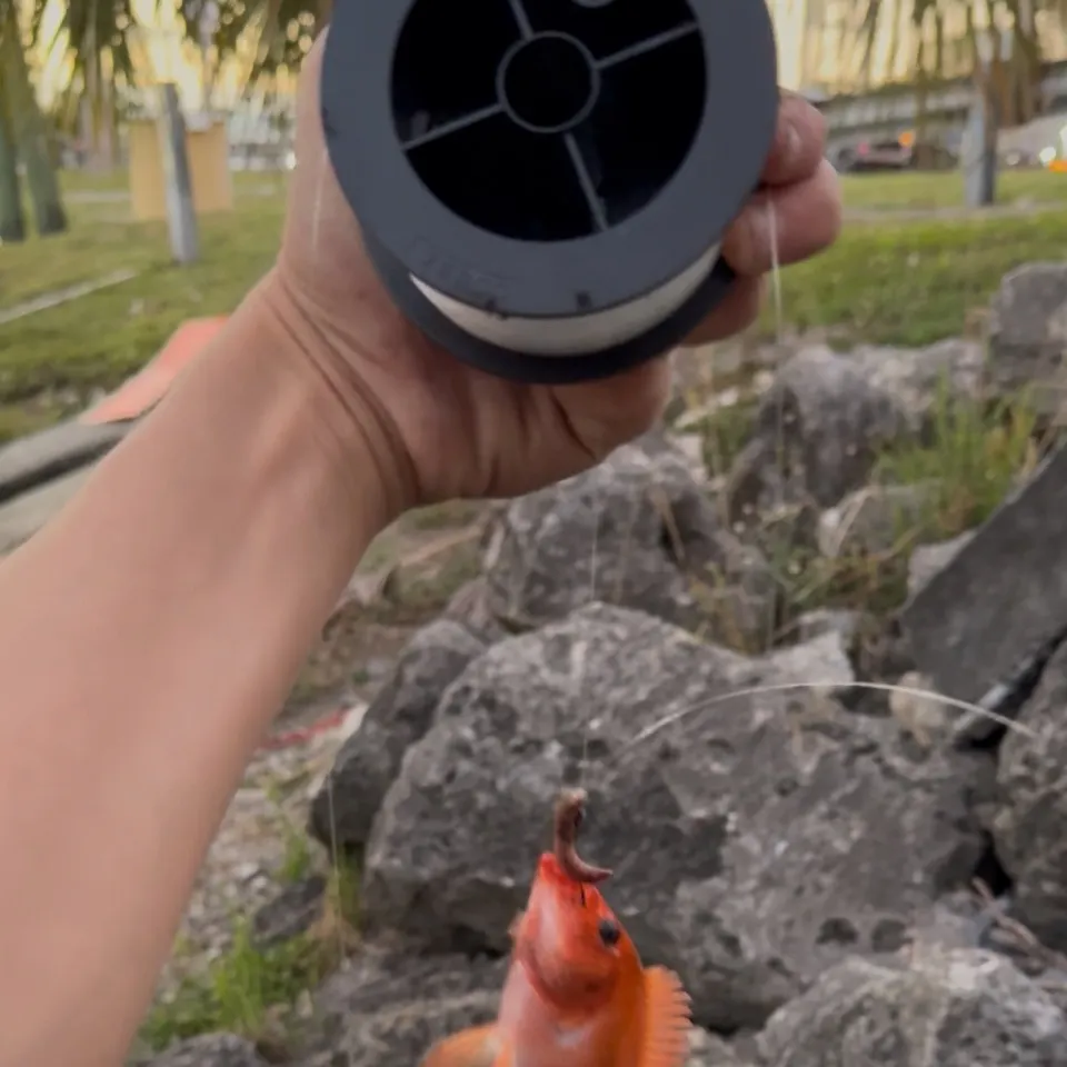 The most recent Midas cichlid catches on Fishbrain