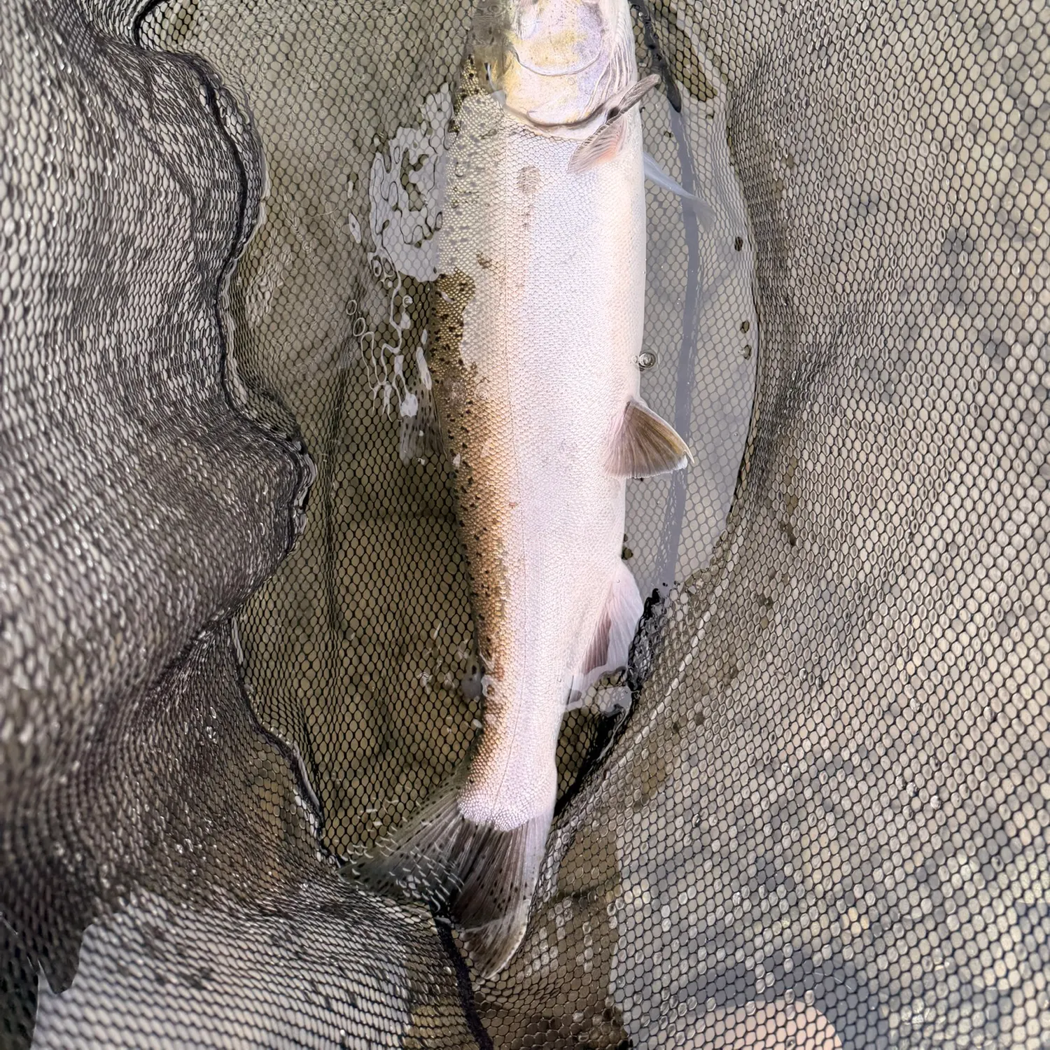 Coho salmon caught on Fishbrain