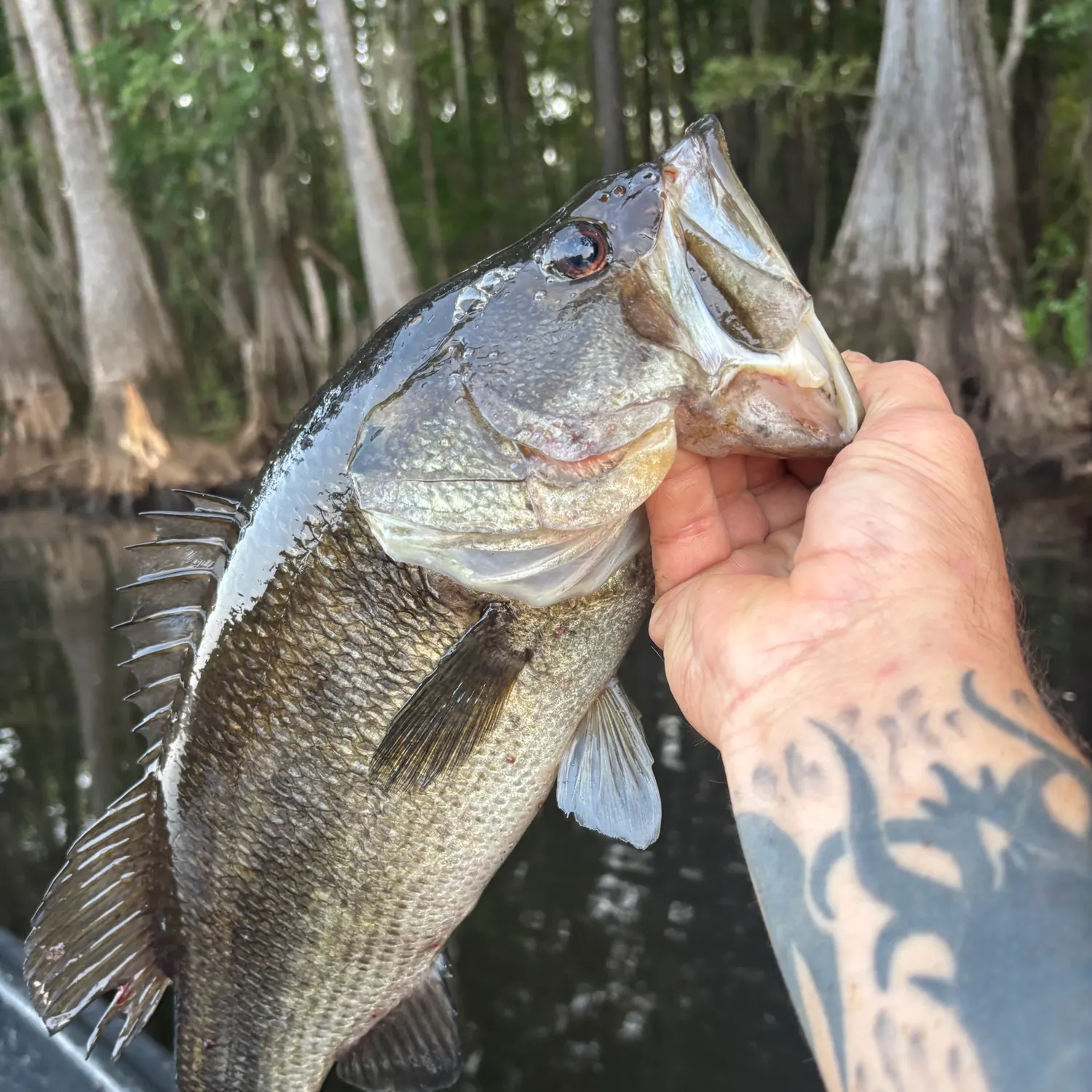 Largemouth bass caught on Fishbrain