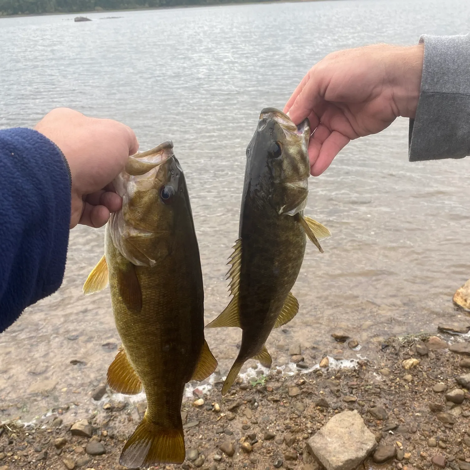 Smallmouth bass caught on Fishbrain