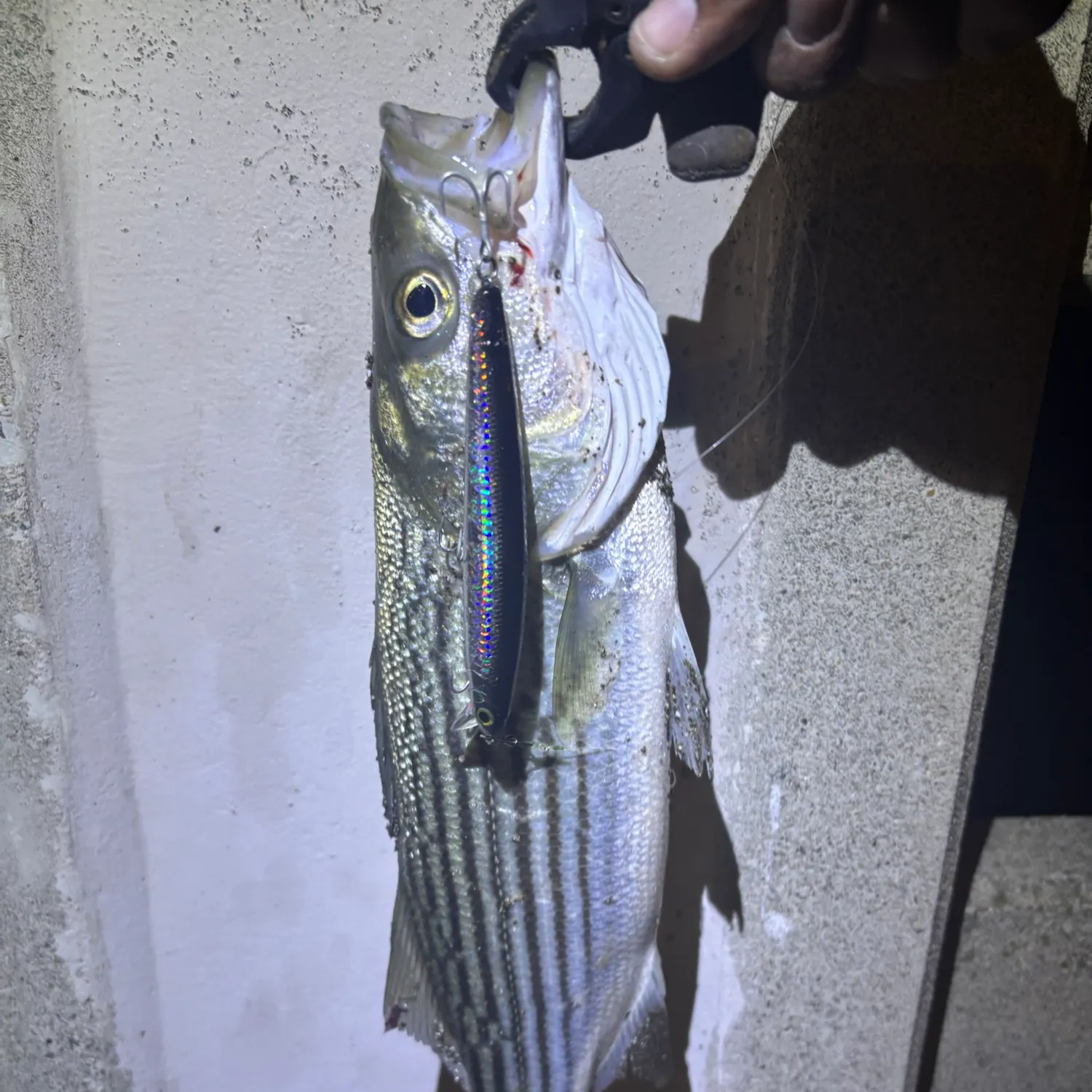 Striped bass caught on Fishbrain