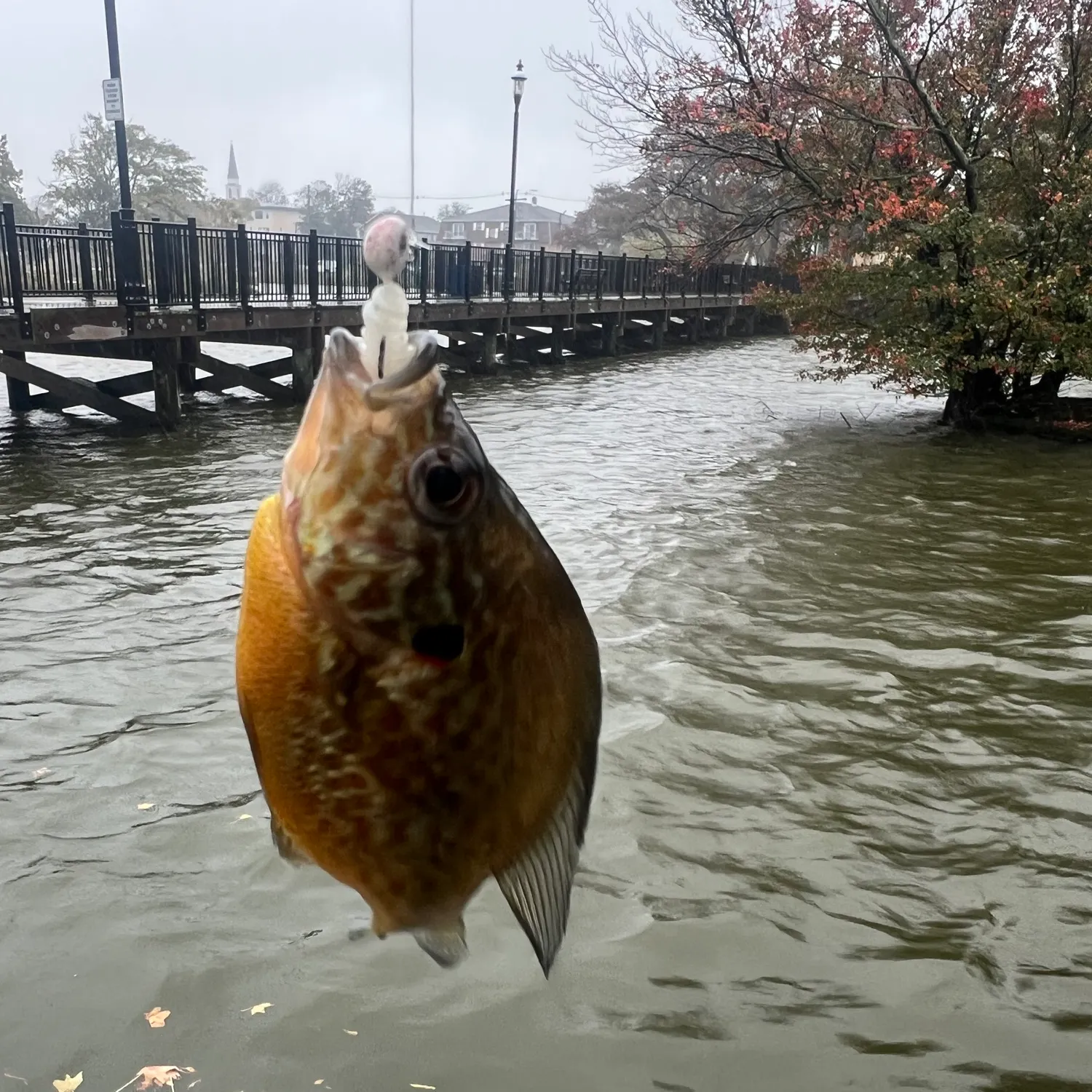 Bluegill caught on Fishbrain