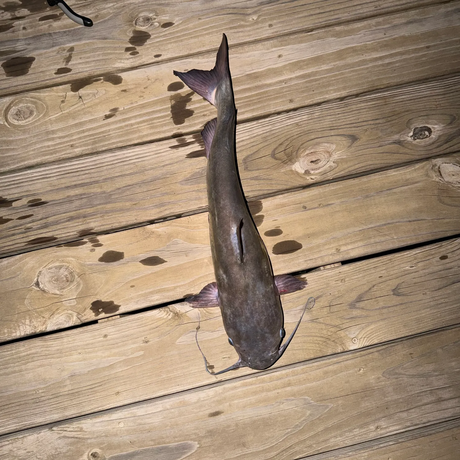 Channel catfish caught on Fishbrain