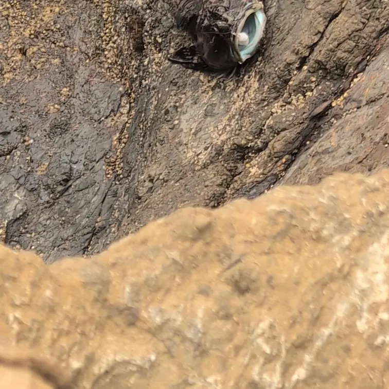 The most recent Cabezon catches on Fishbrain
