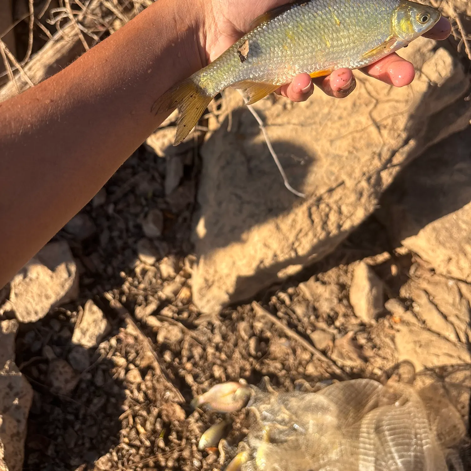 The most recent Golden shiner catches on Fishbrain