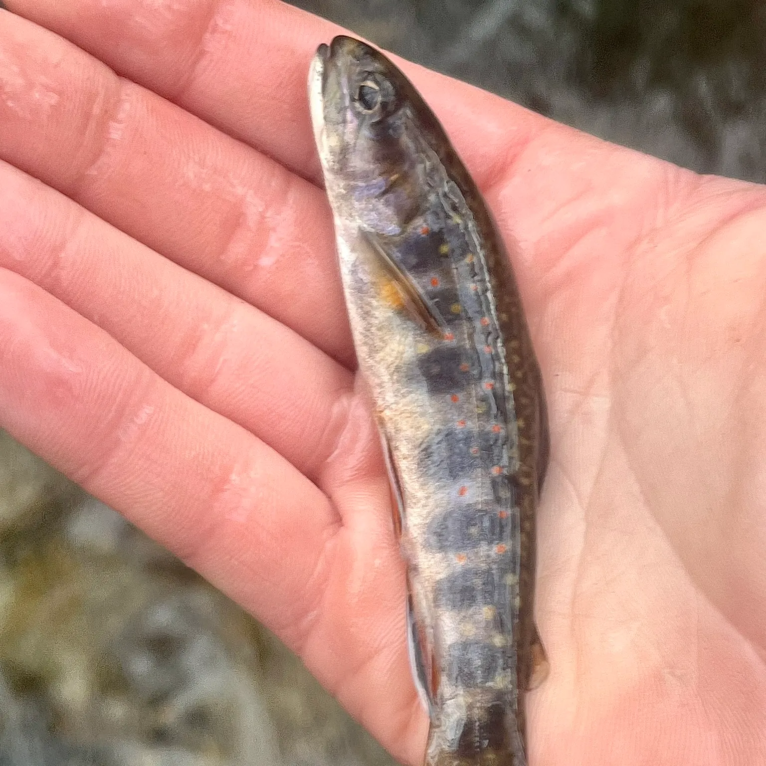 The most recent Brook trout catches on Fishbrain
