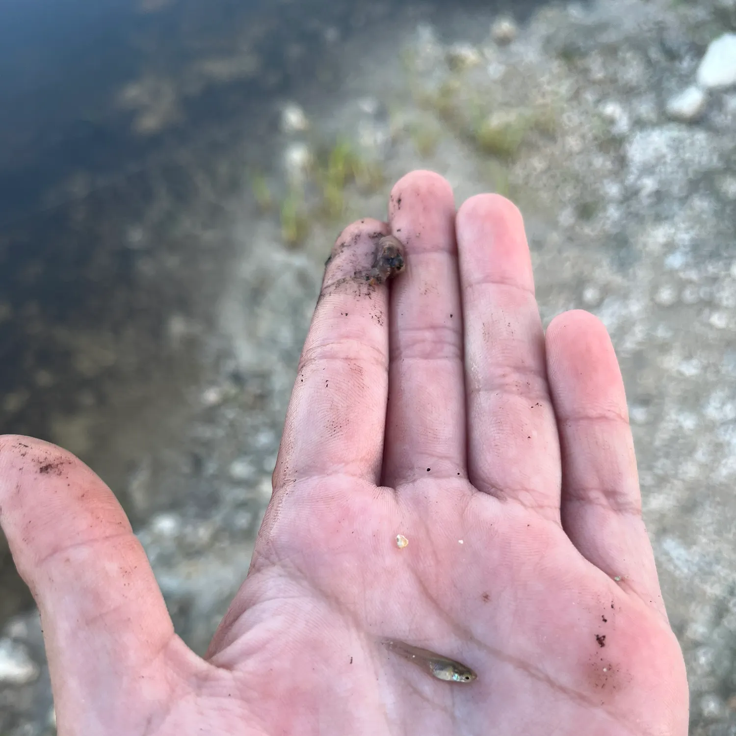 The most recent Eastern mosquitofish catches on Fishbrain