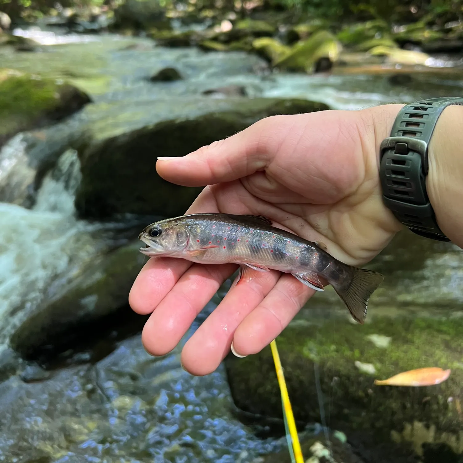 Brook trout caught on Fishbrain