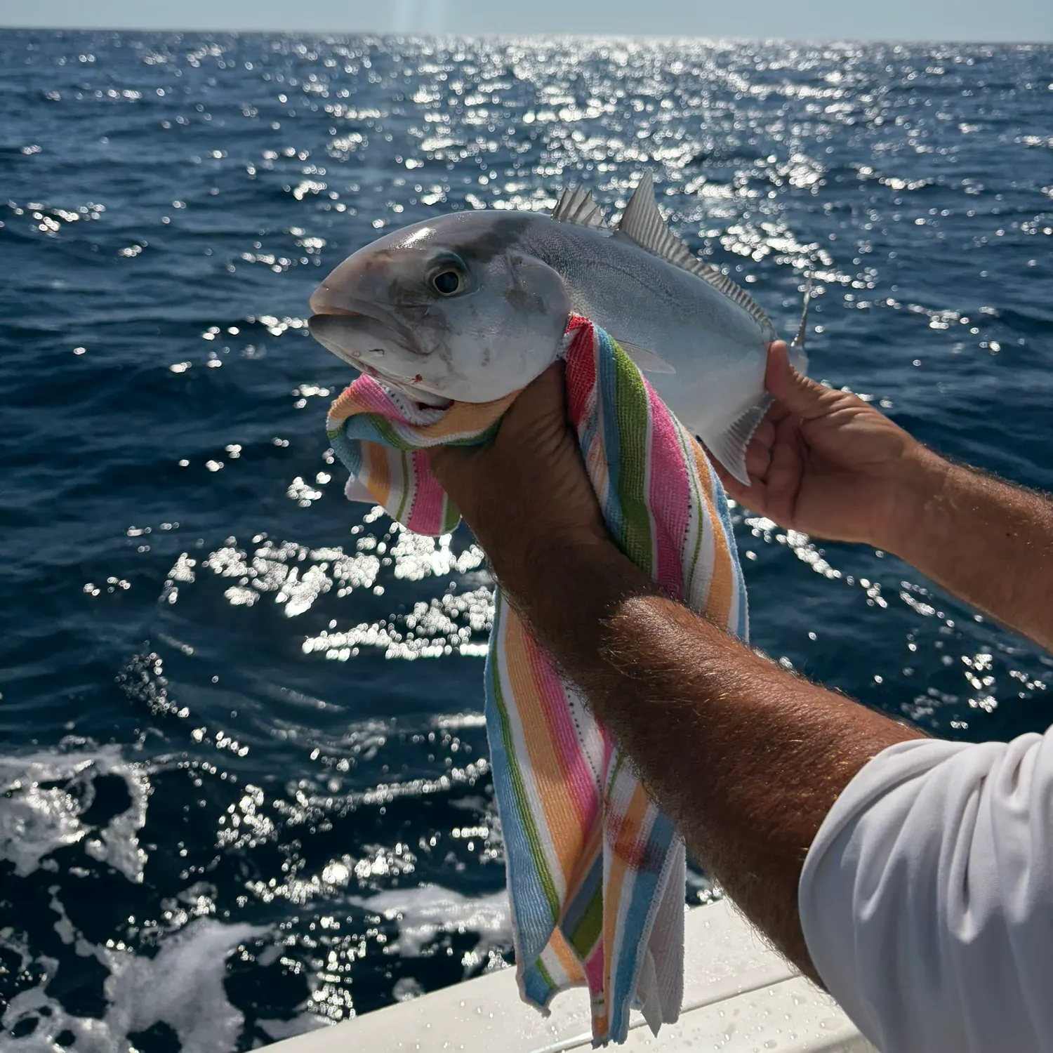 The most recent Greater amberjack catches on Fishbrain