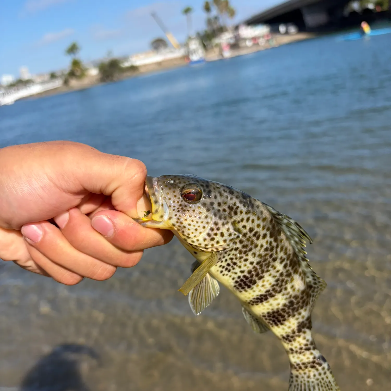 catch