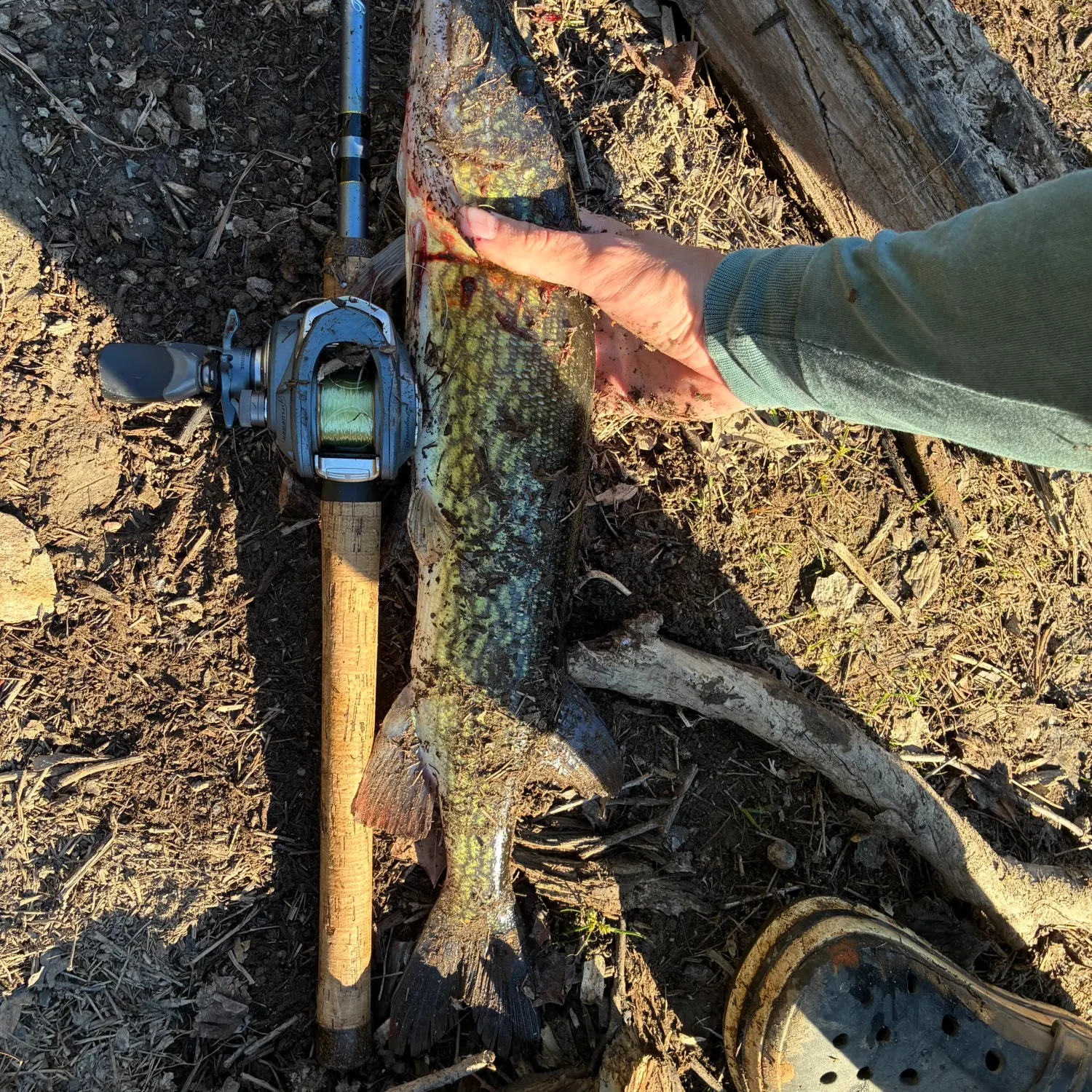 The most recent Chain pickerel catches on Fishbrain