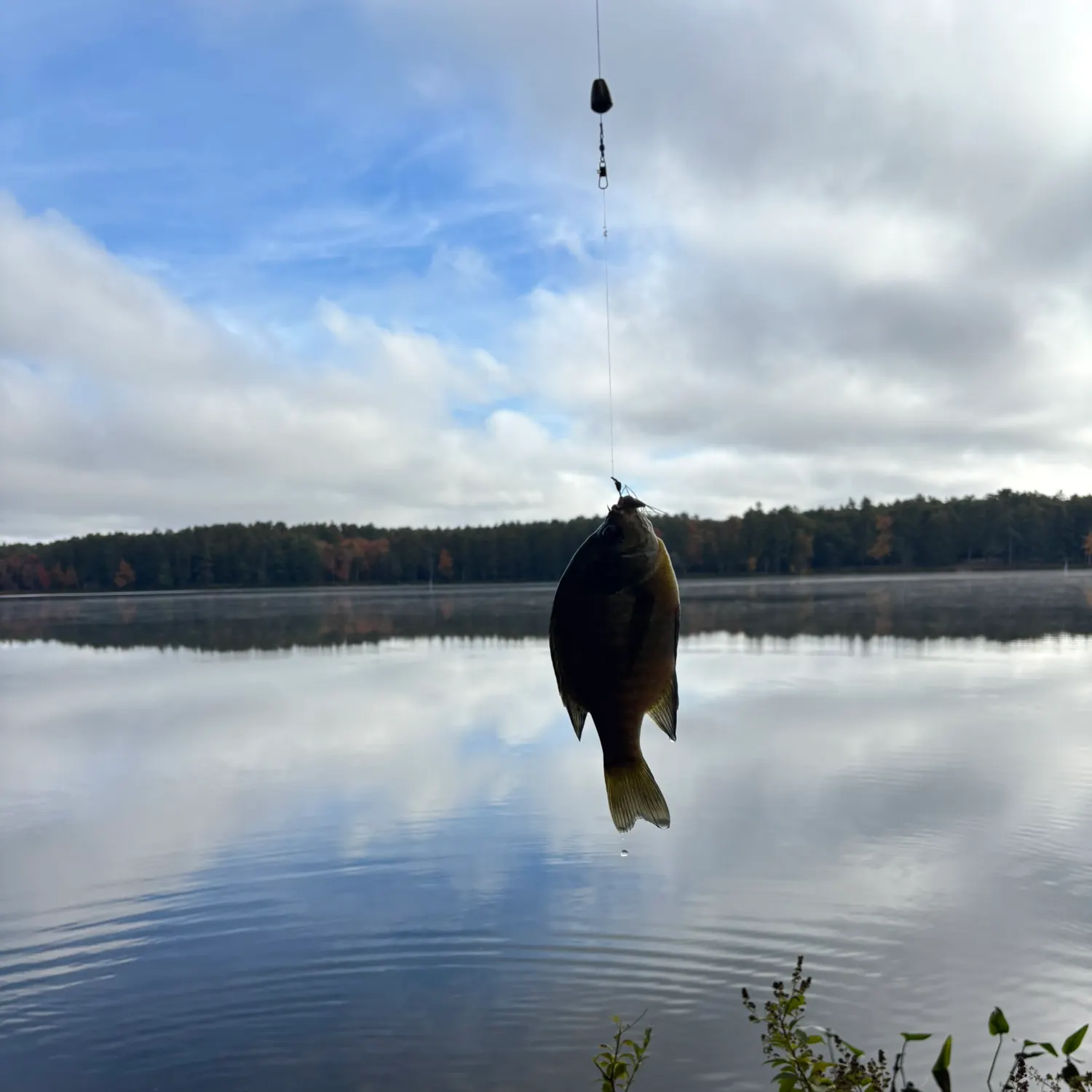 Bluegill caught on Fishbrain