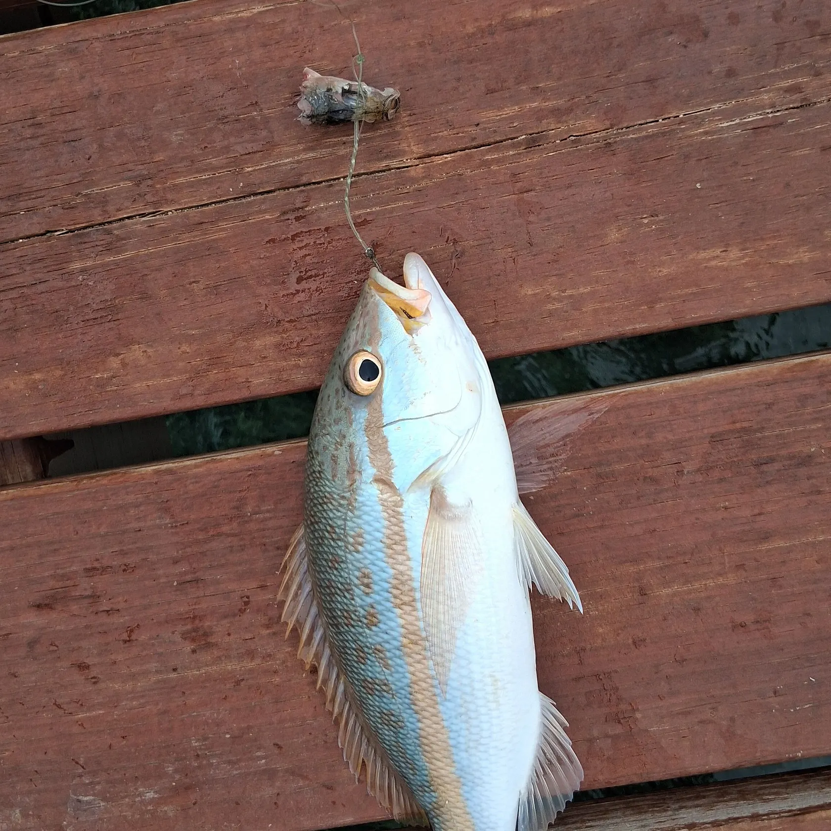 Yellowtail snapper caught on Fishbrain