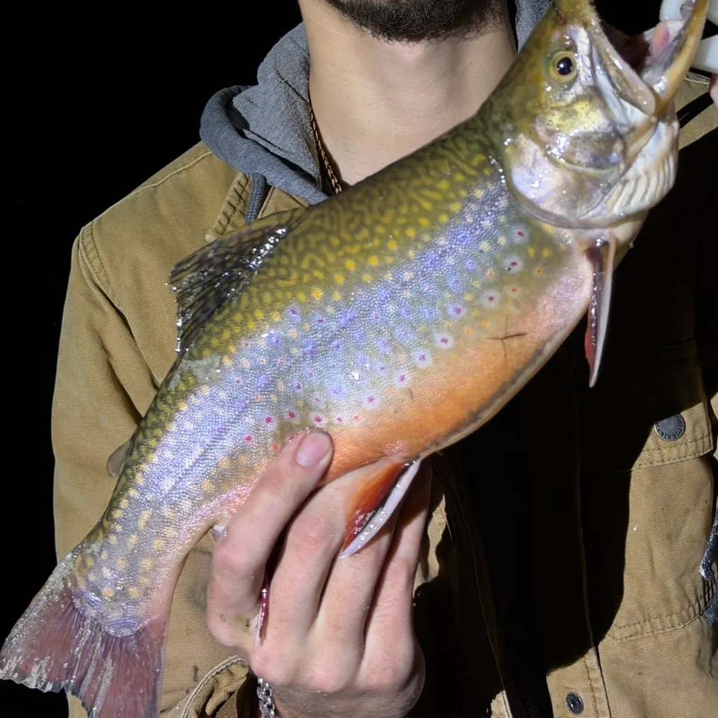 Brook trout caught on Fishbrain
