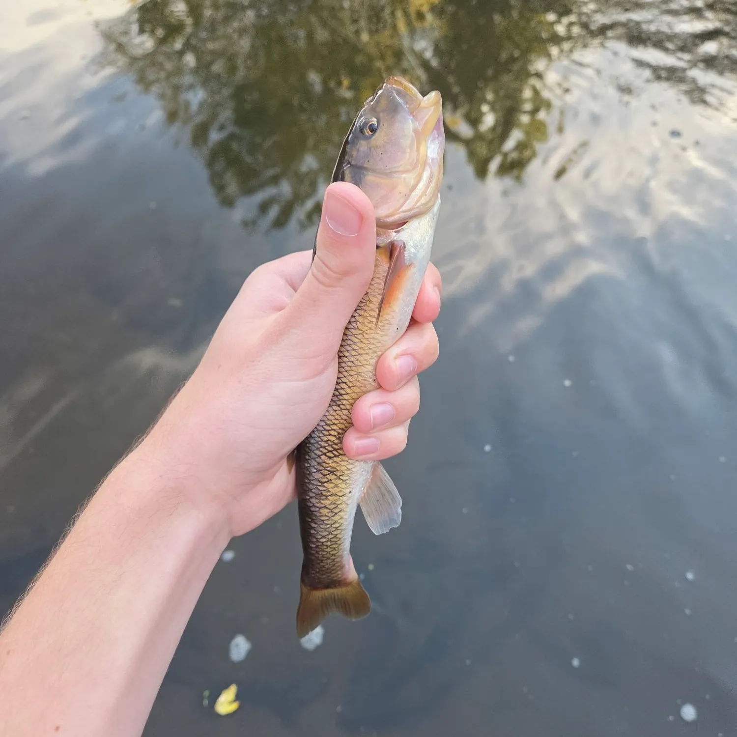Creek chub caught on Fishbrain