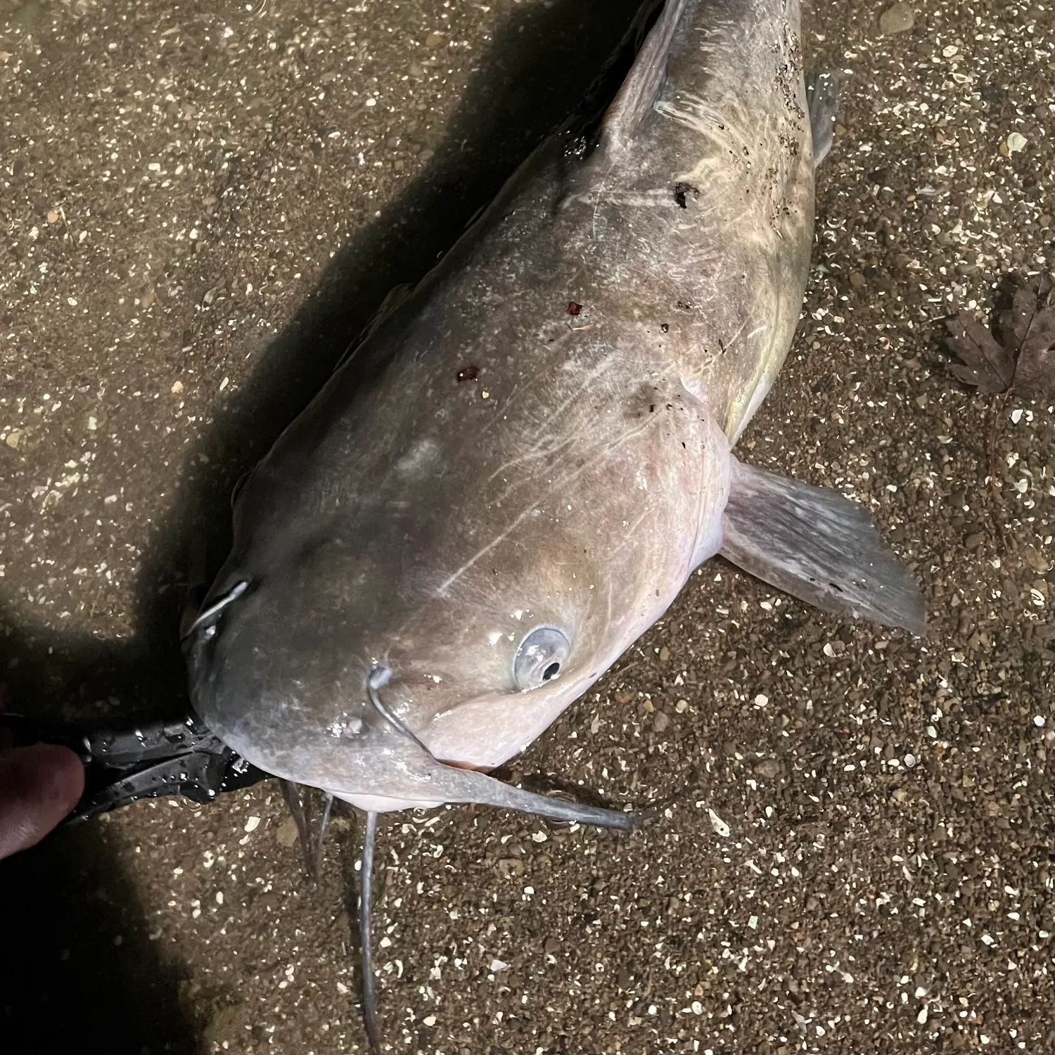 Channel catfish caught on Fishbrain