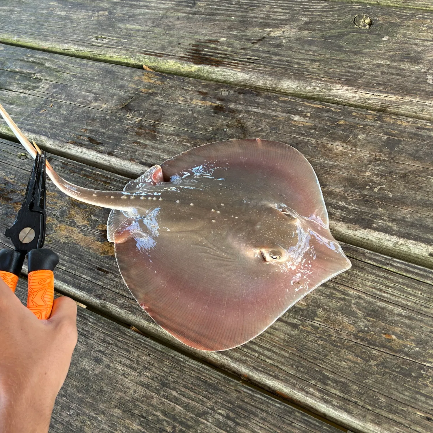 Atlantic stingray caught on Fishbrain