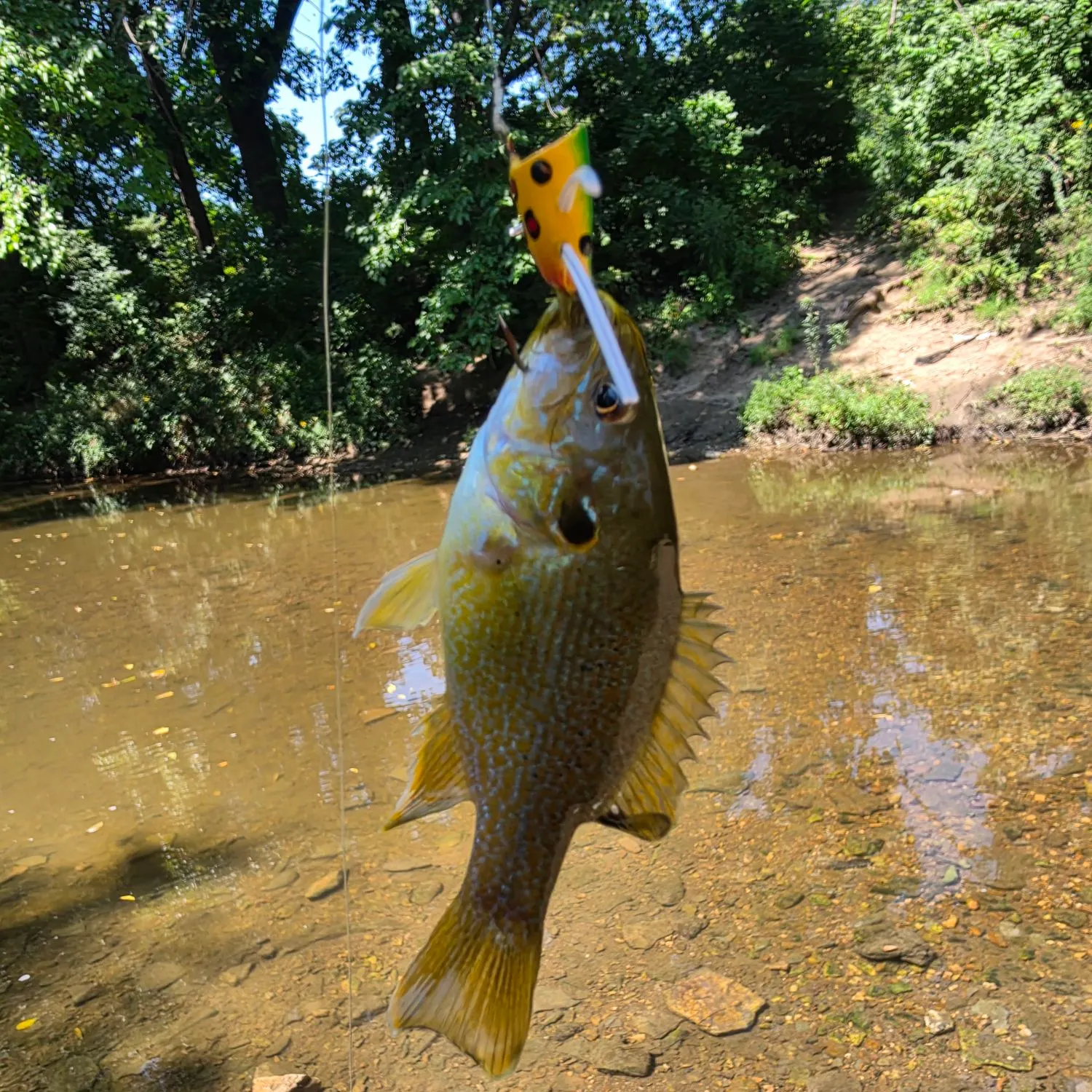 Green sunfish caught on Fishbrain