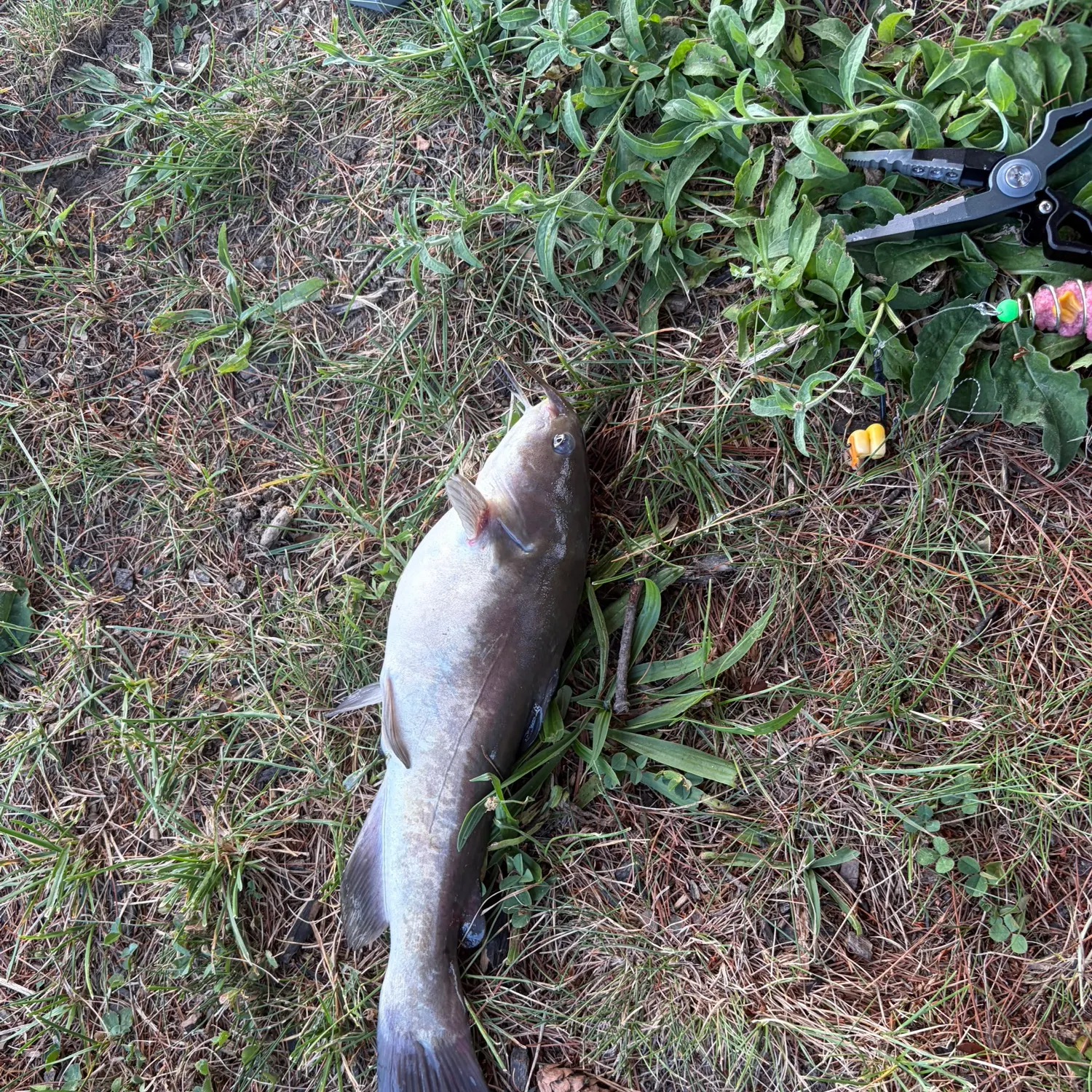 Channel catfish caught on Fishbrain