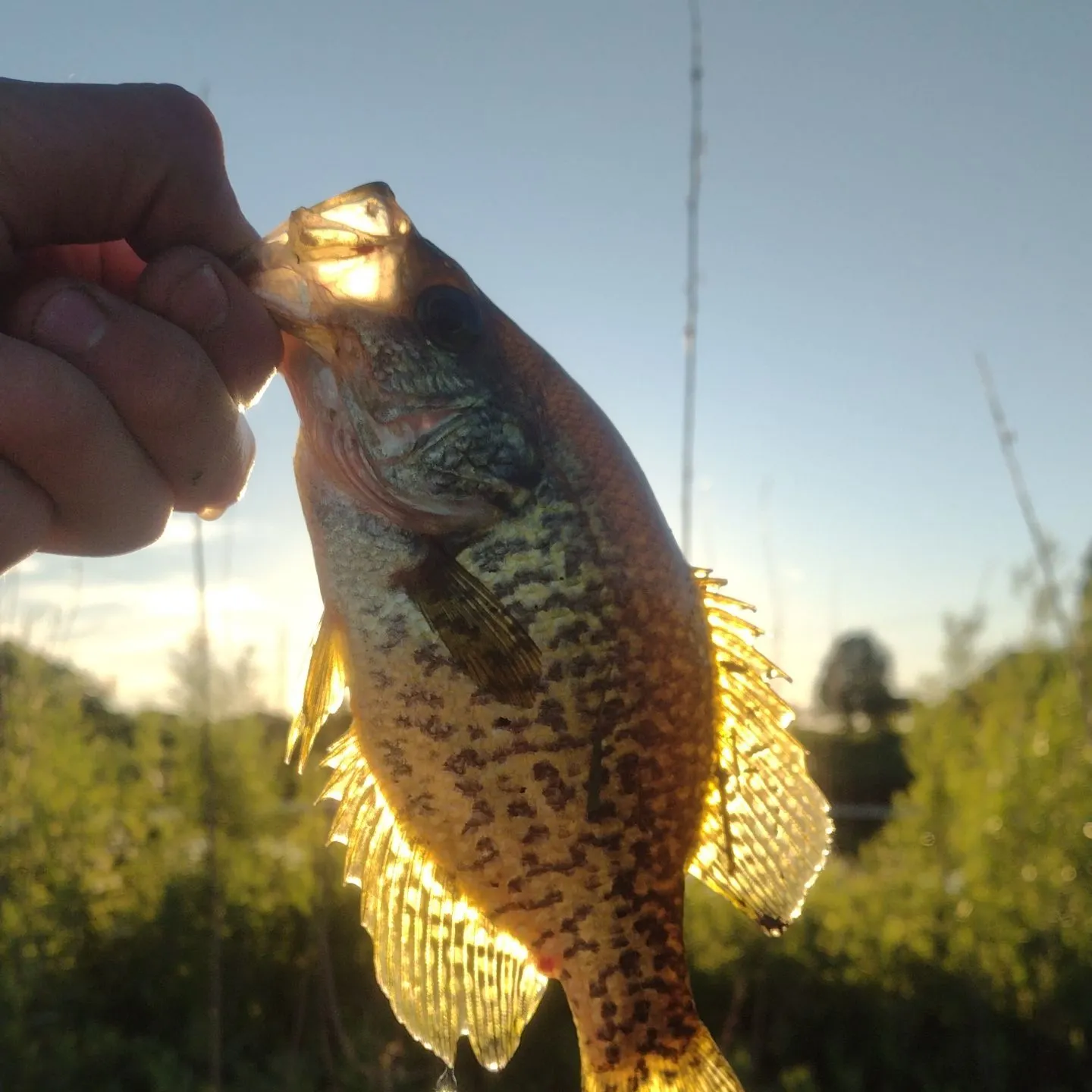 angler catch
