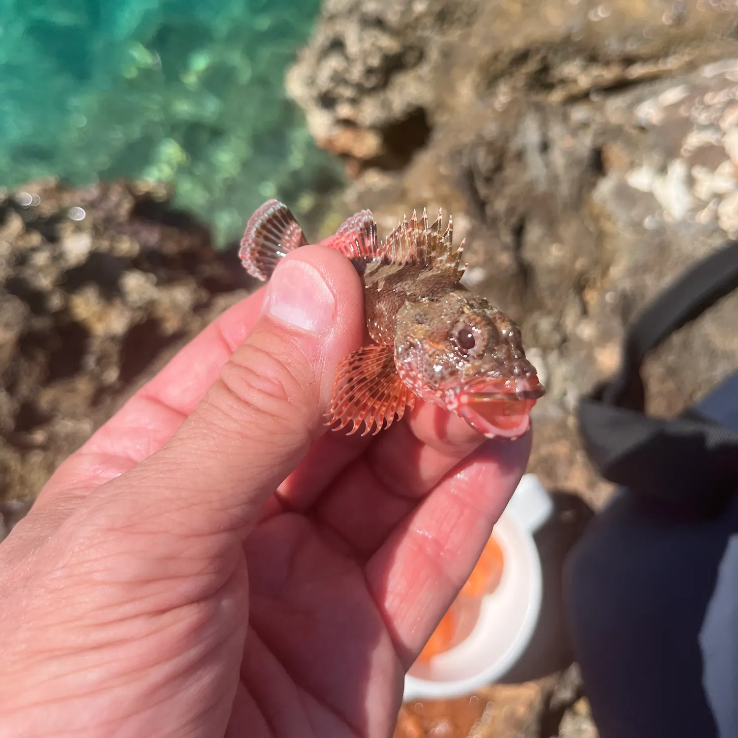 The most recent Scorpaena neglecta catches on Fishbrain