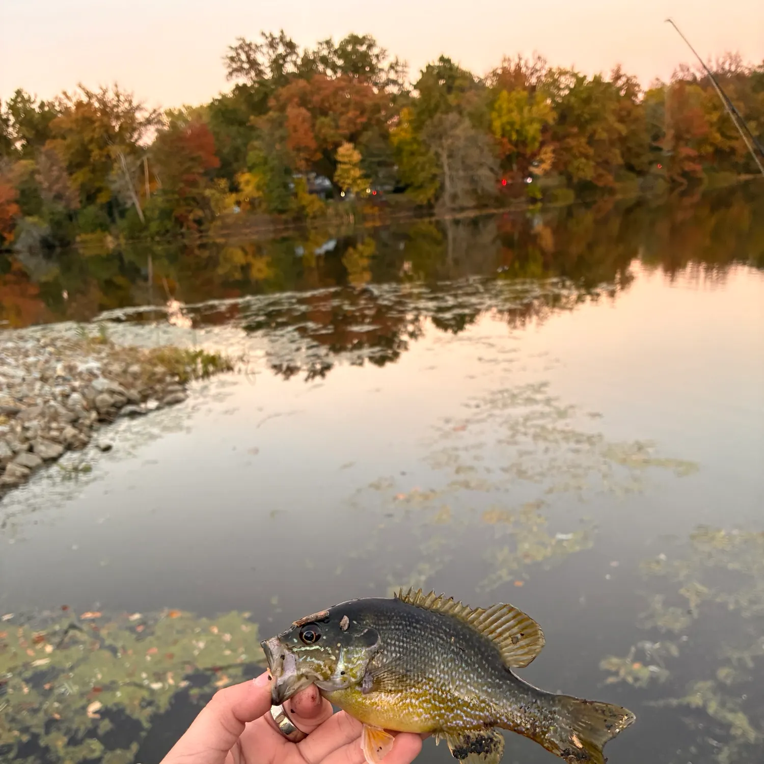Green sunfish caught on Fishbrain