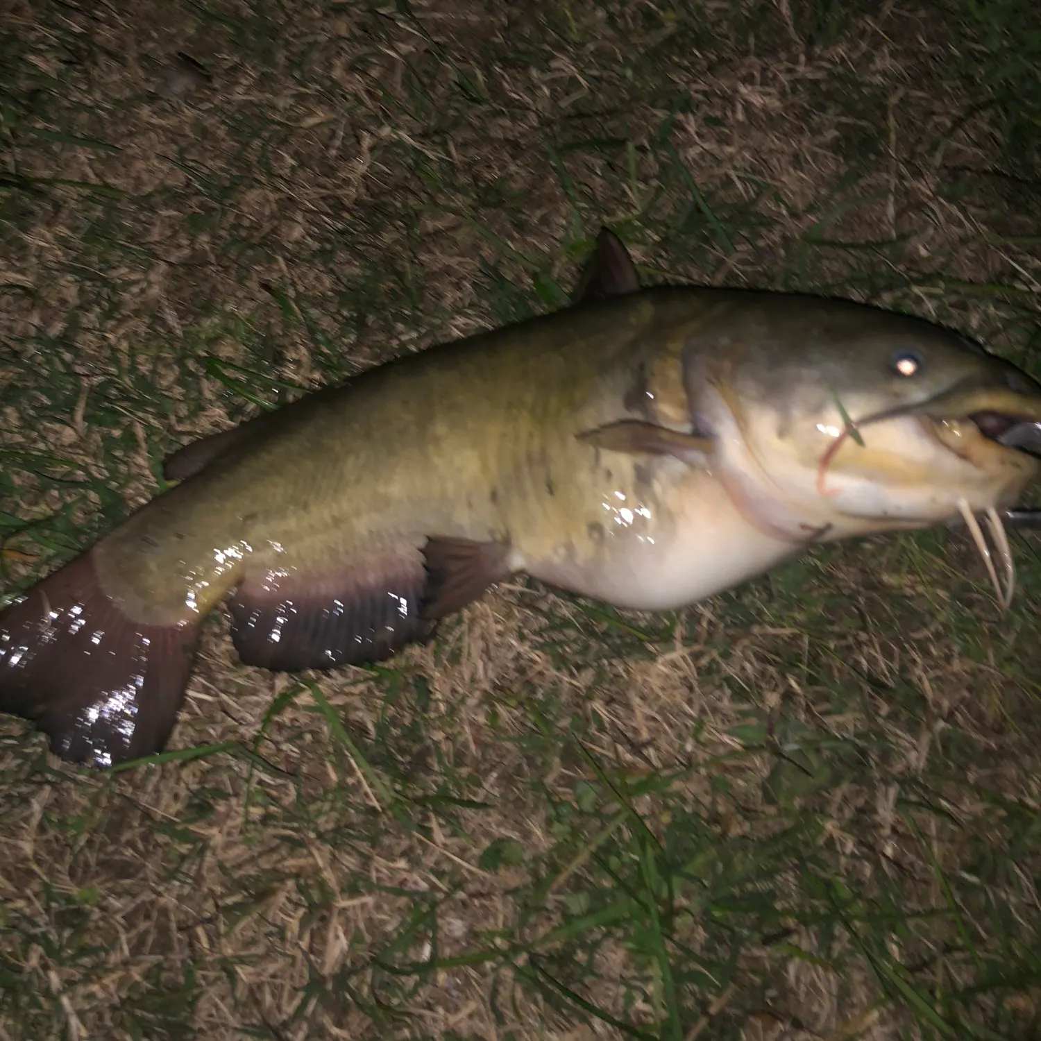 The most recent Yellow bullhead catches on Fishbrain