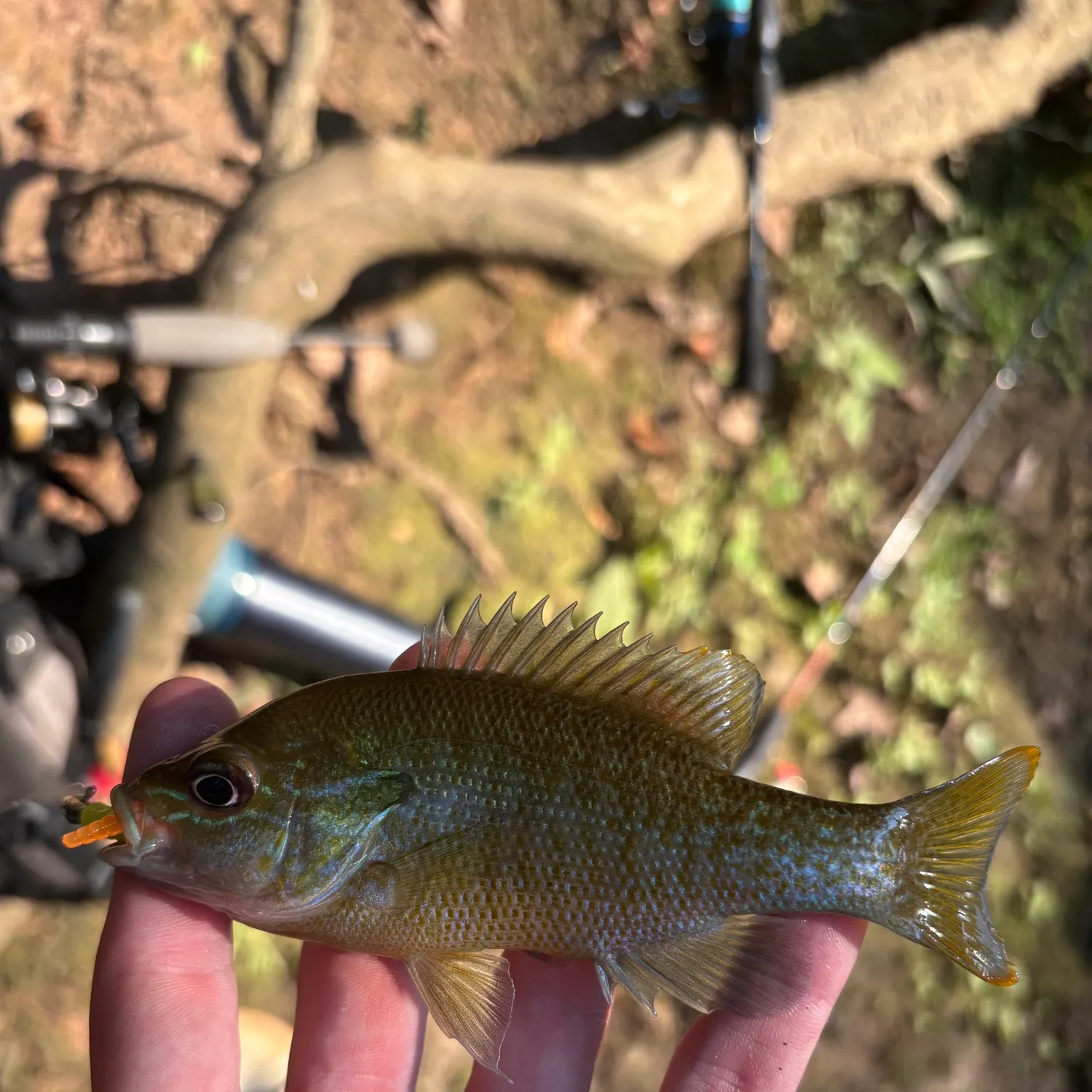 Redbreast sunfish caught on Fishbrain