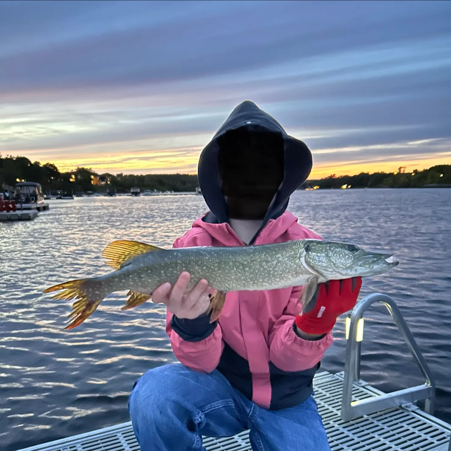 Northern pike caught on Fishbrain