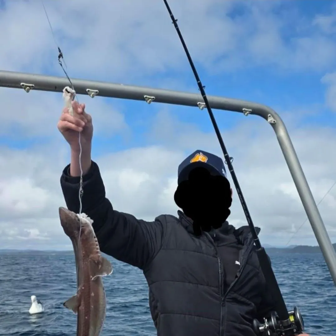 The most recent Piked dogfish catches on Fishbrain
