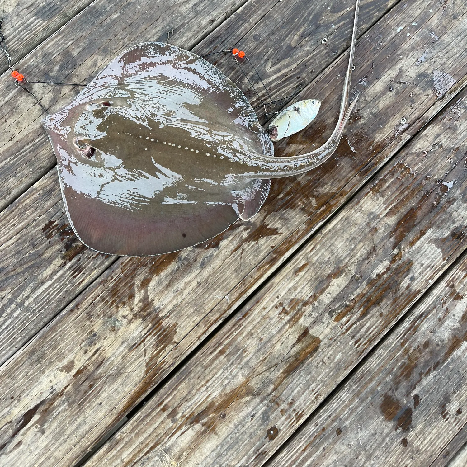 Atlantic stingray caught on Fishbrain