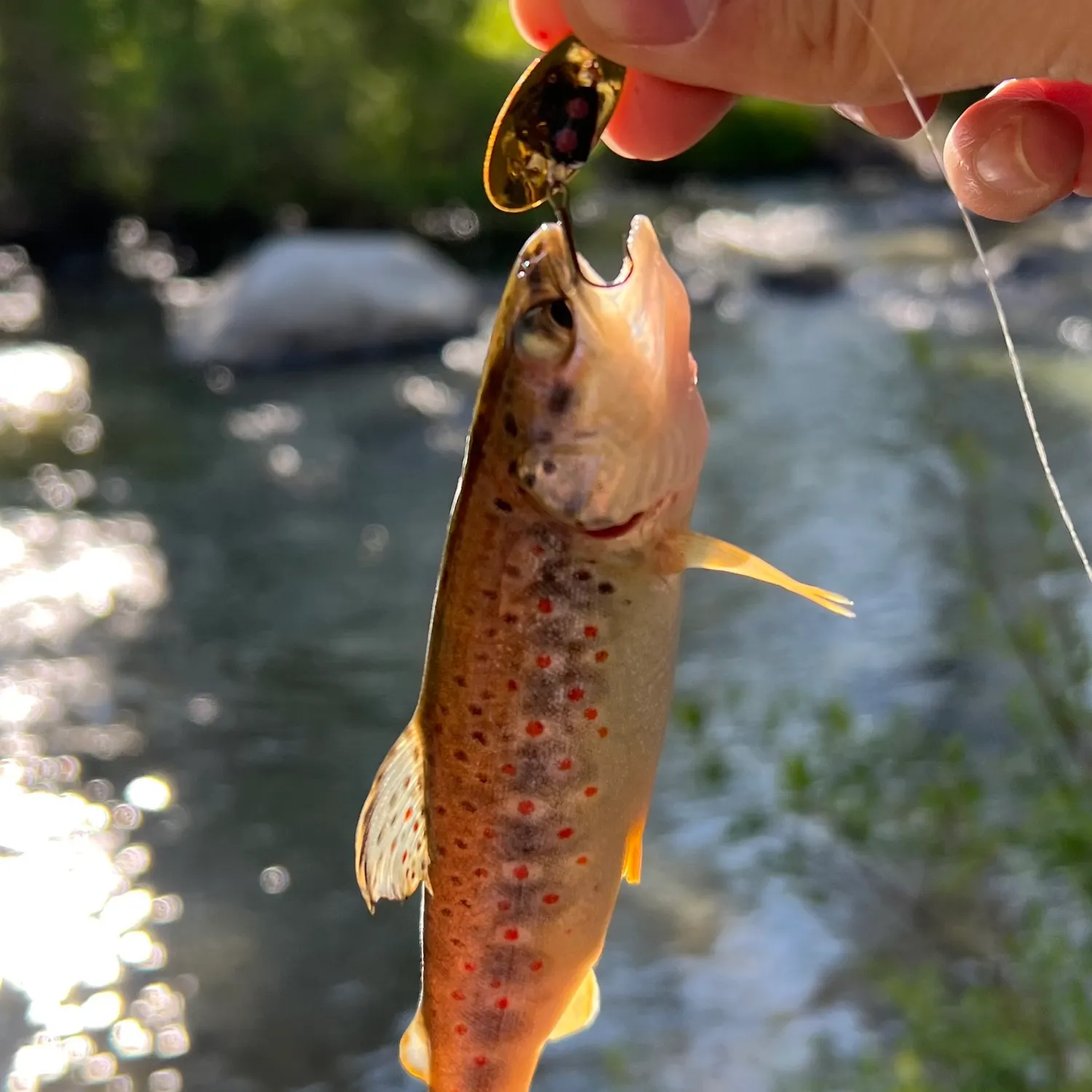 The most recent Brown trout catches on Fishbrain