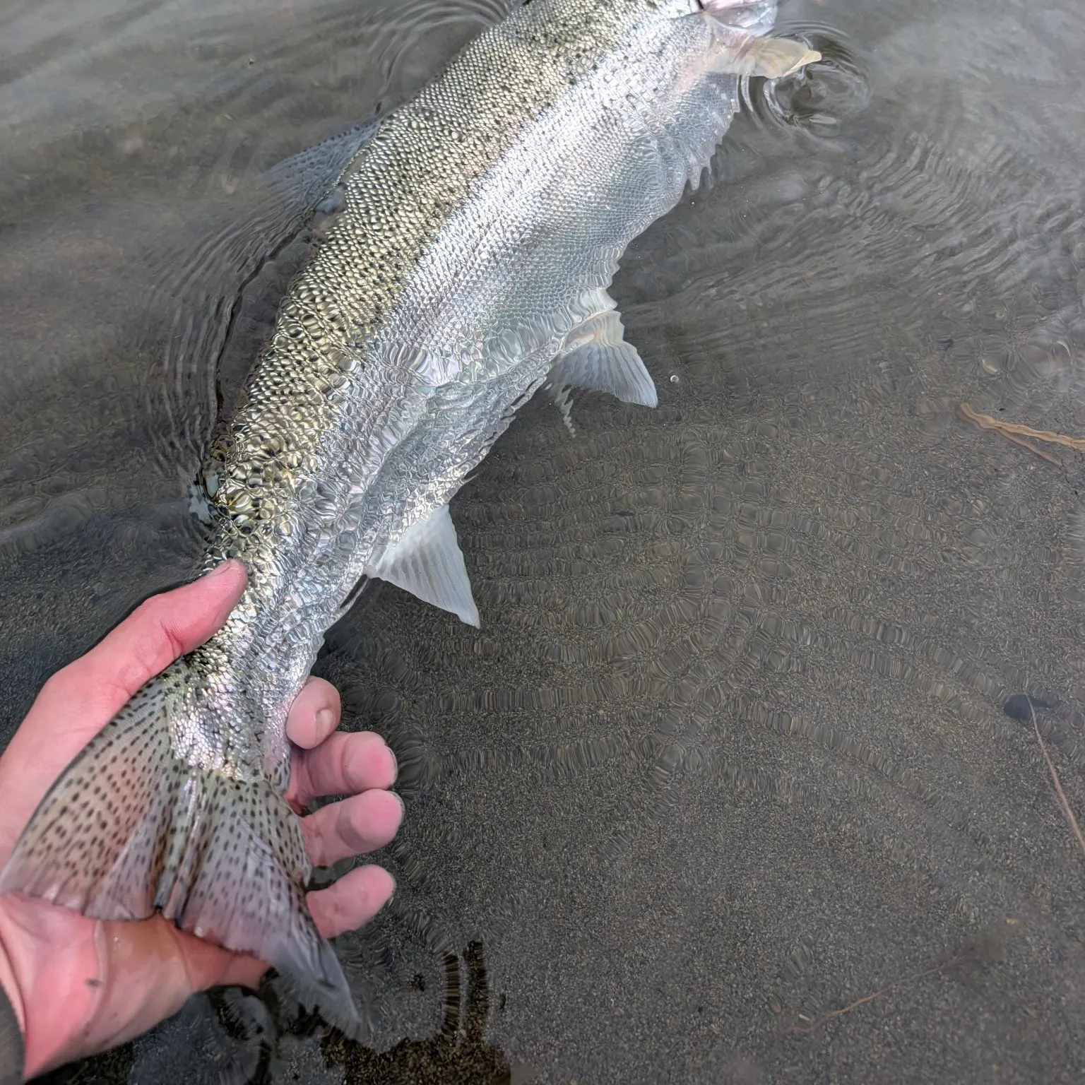 Rainbow trout caught on Fishbrain