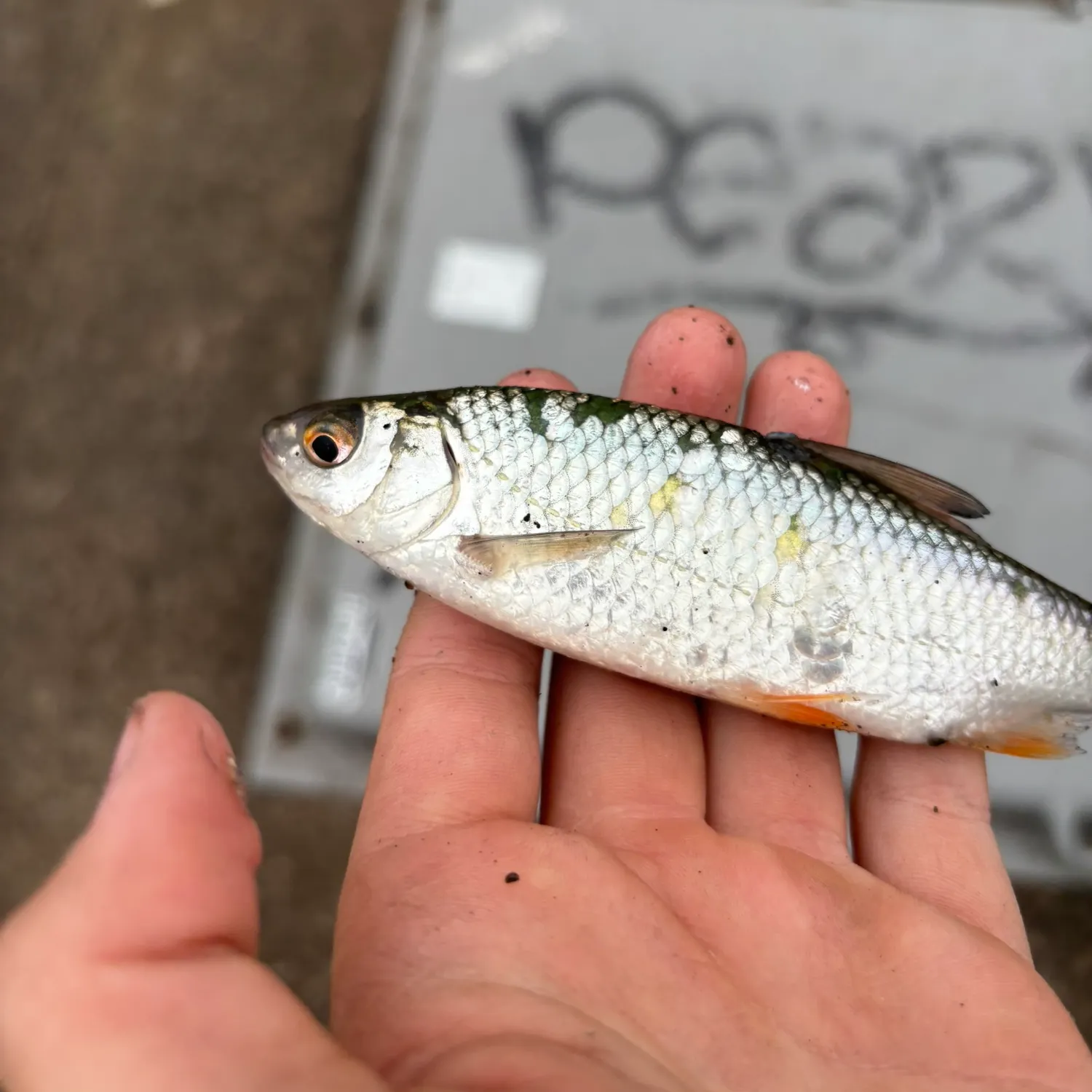 Common roach caught on Fishbrain