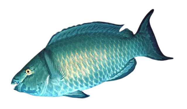 Red parrotfish
