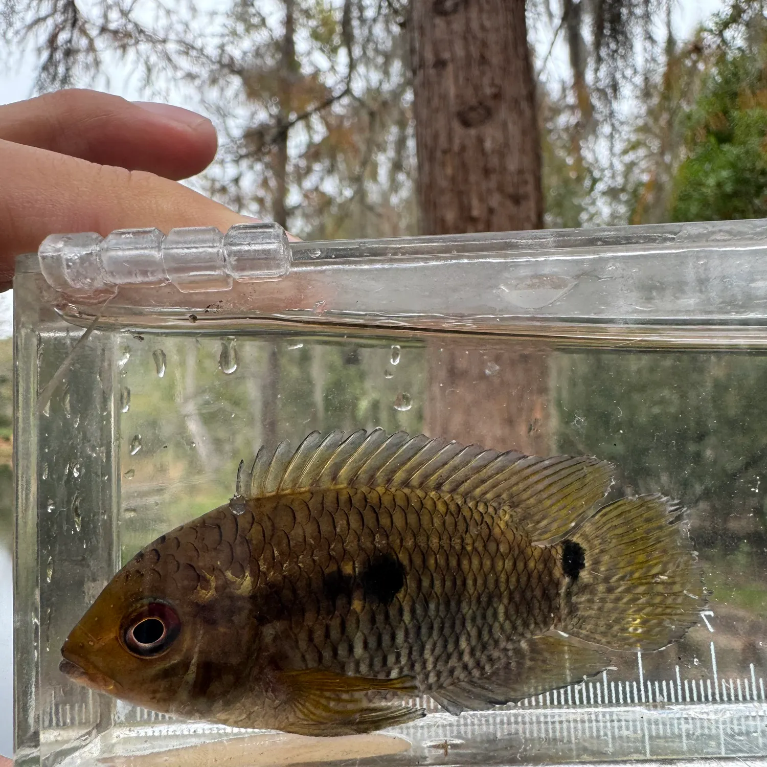 The most recent Dimerus cichlid catches on Fishbrain