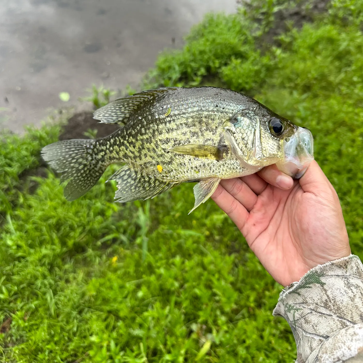 The most recent Black crappie catches on Fishbrain