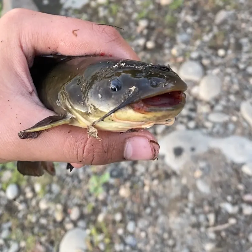 Black bullhead caught on Fishbrain