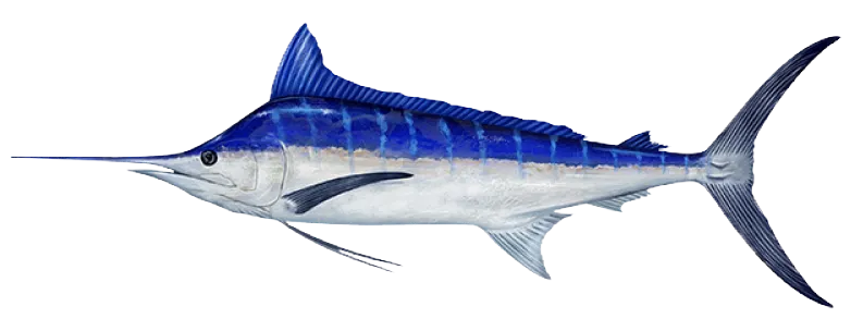 Atlantic blue marlin