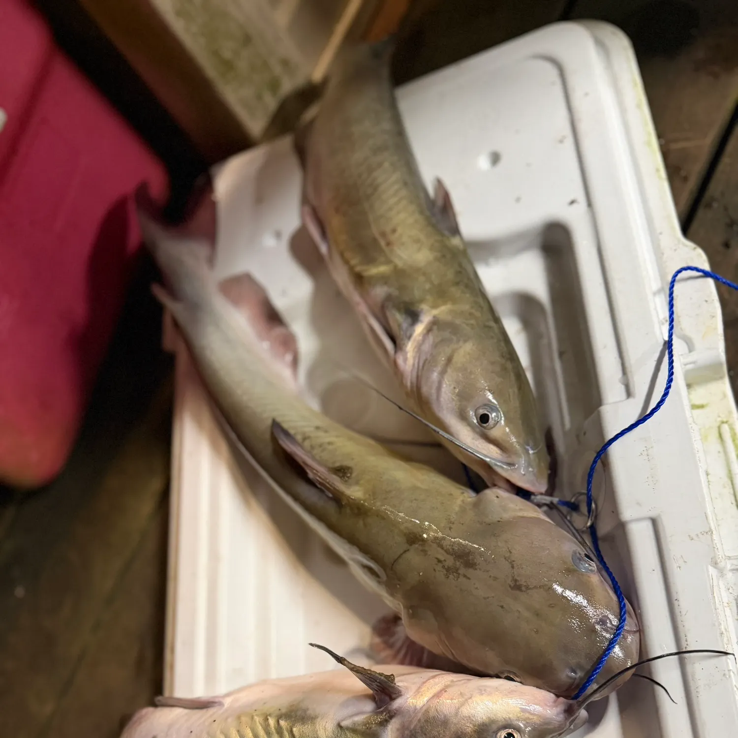 Channel catfish caught on Fishbrain