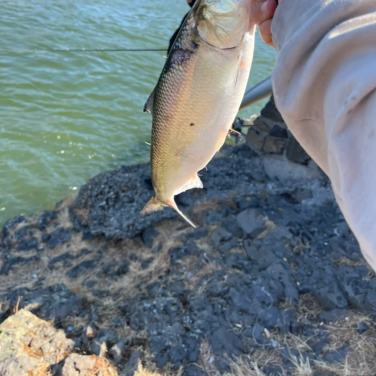 The most recent American shad catches on Fishbrain